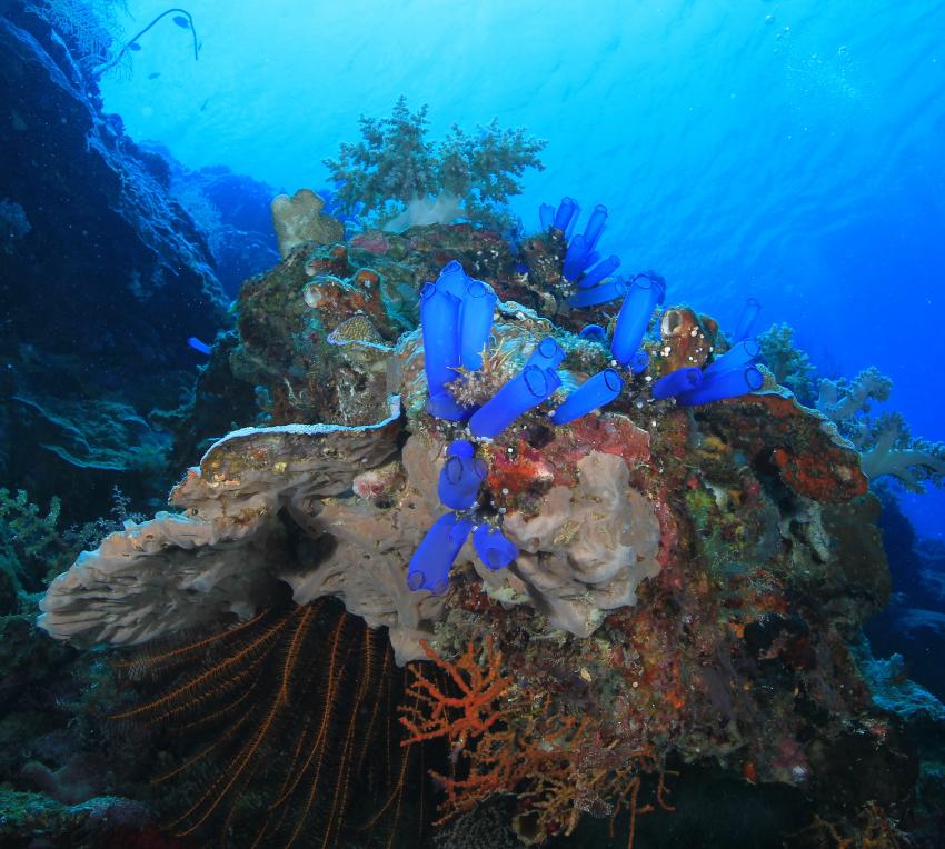 Nabucco Island Resort - Extra Divers  , Indonesien, Allgemein