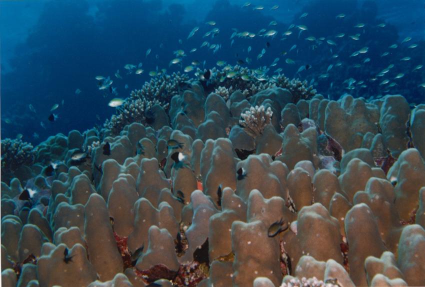 Rotes Meer allgemein, Rotes Meer allgemein,Ägypten