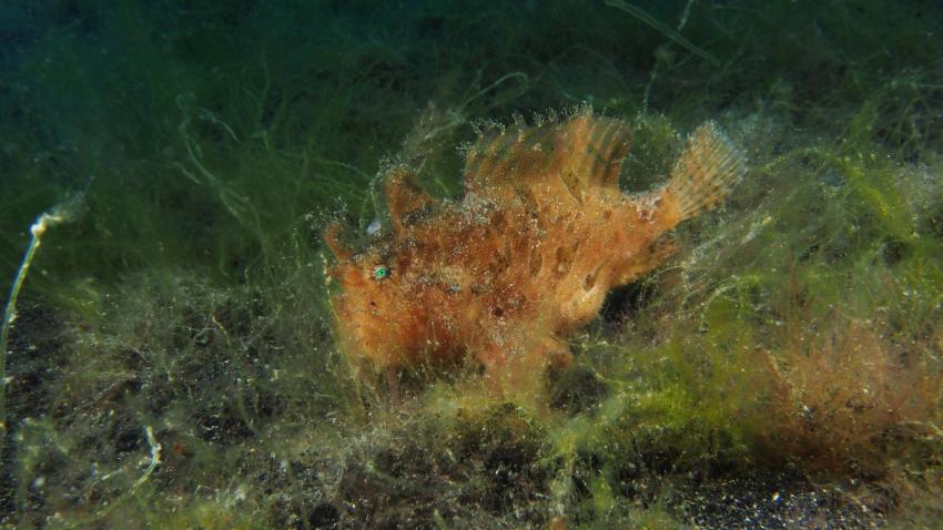 Frogfishmania - never stops at Lembeh, Lembeh Strait,Nord Sulawesi,Indonesien