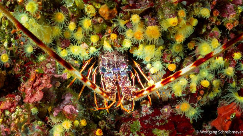 Punta Diving, Betina, Kroatien