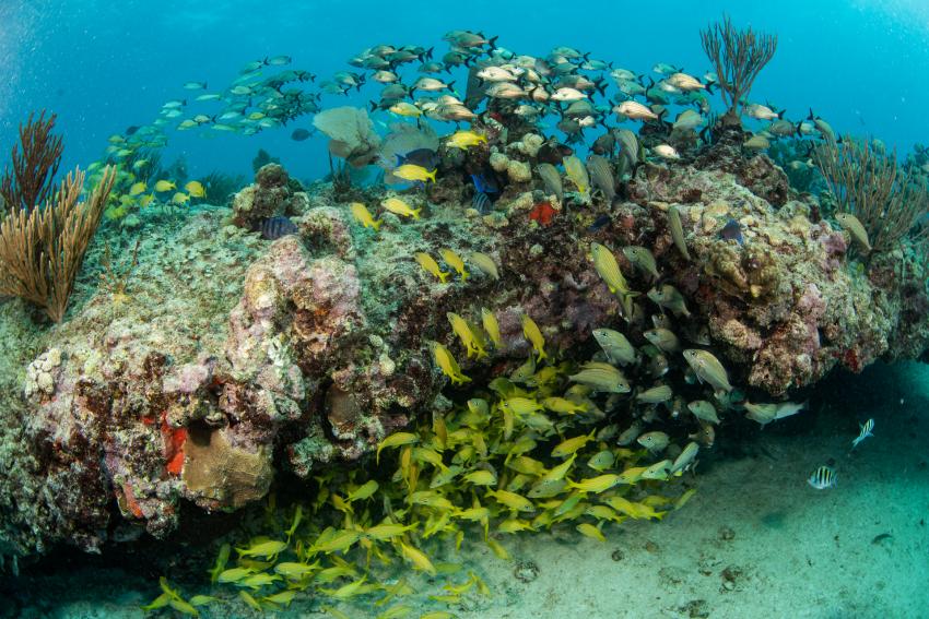 Deep Dive Mexico- Deutsche Tauchschule in Playa del Carmen, Mexiko