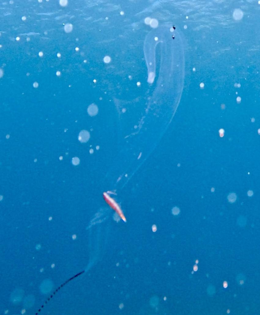 Geister-Seepferd, Stay Wet, Mononaftis Bay, Kreta, Griechenland