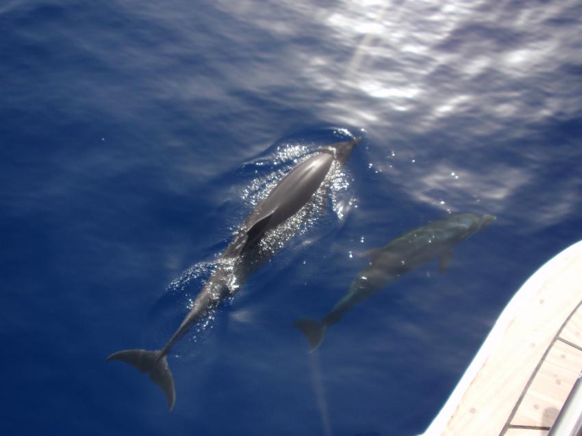 Delfin mit Jungtier