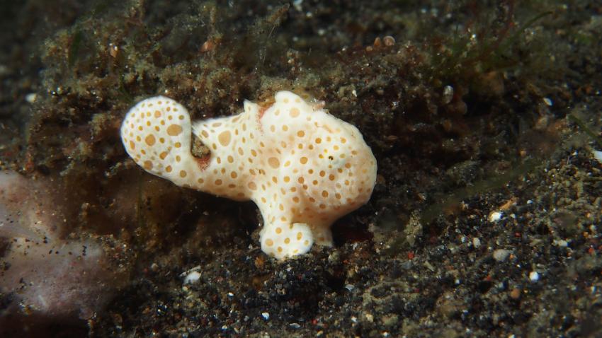 Frogfishmania Part 3, Lembeh Strait,Nord Sulawesi,Indonesien,Anglerfisch,Frogfisch