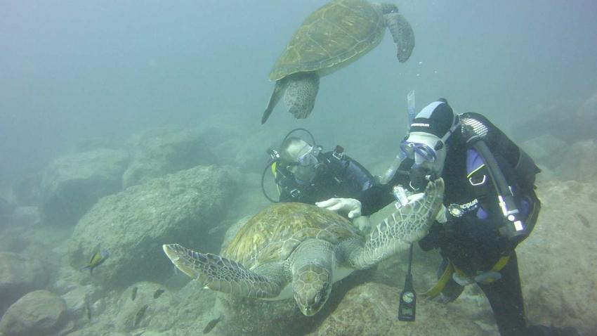Schildröten, Adeje Tauchclub Ocean Trek, Teneriffa, Spanien, Kanaren (Kanarische Inseln)