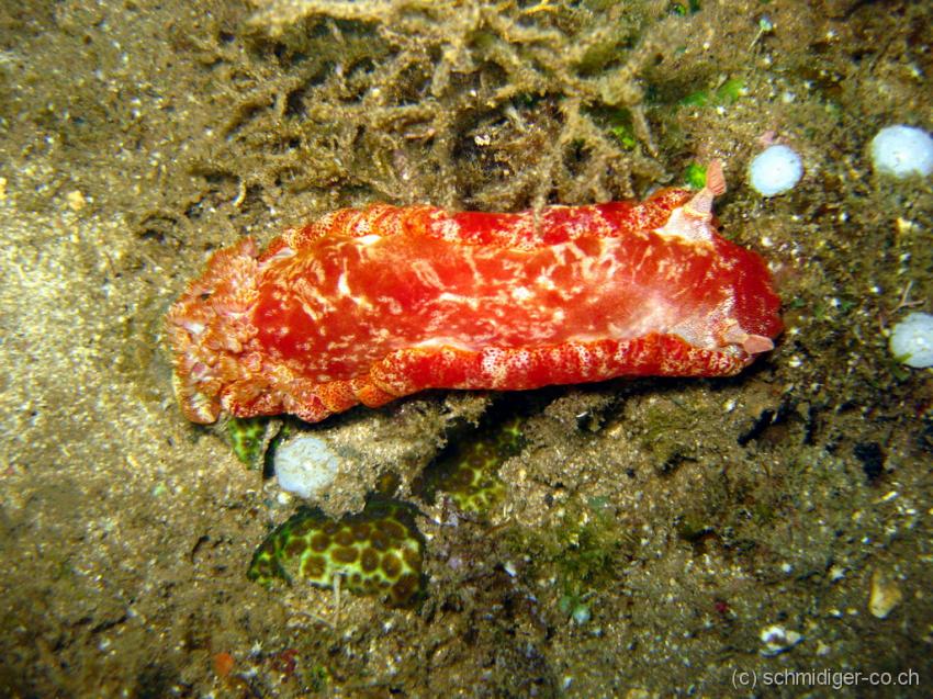 Siqujior, Aberration Dive Club, Siquijor,Philippinen