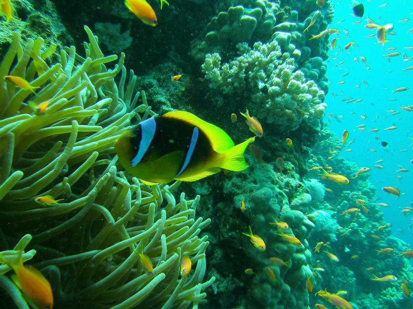 Zerib Kebir, diving.DE Akassia, Ägypten, El Quseir bis Port Ghalib