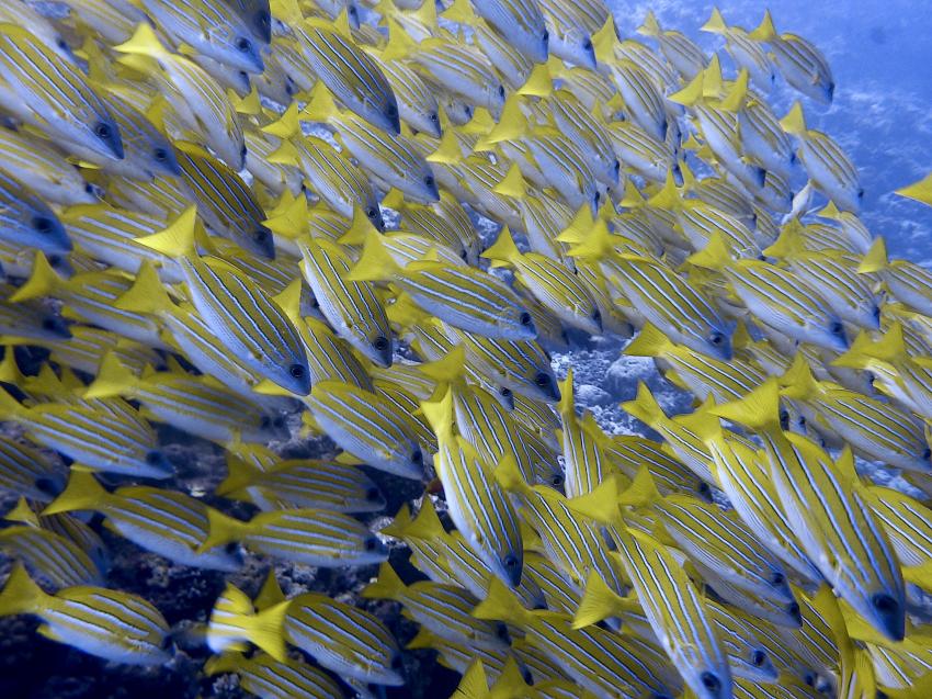 DivePoint Meedhupparu, Malediven