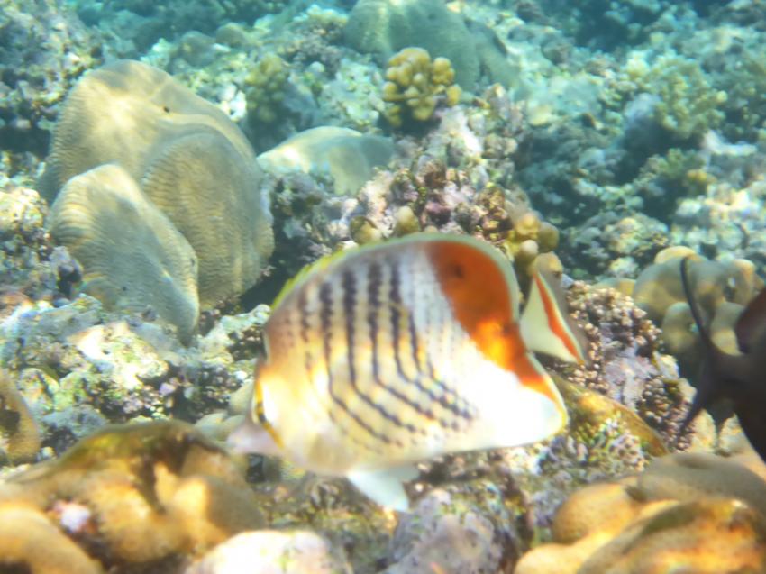 Riff am Gorgonia Beach, TGI Diving Gorgonia Beach Resort, Marsa Alam, Ägypten, Marsa Alam und südlich