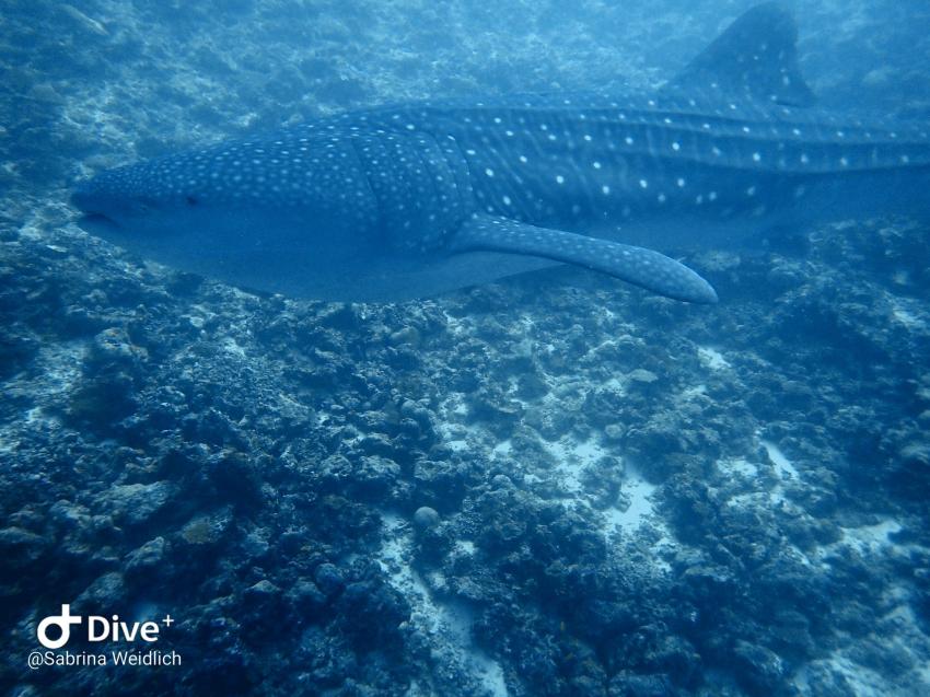 Shamar Divers Maamigili, Malediven