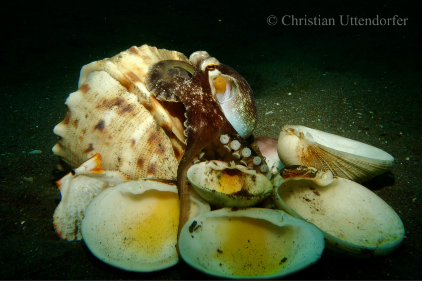 Oktopus, Bastianos Lembeh, Indonesien, Sulawesi