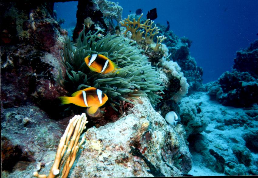 Safaga, Safaga - allgemein,Ägypten