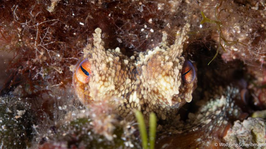 Punta Diving, Betina, Kroatien