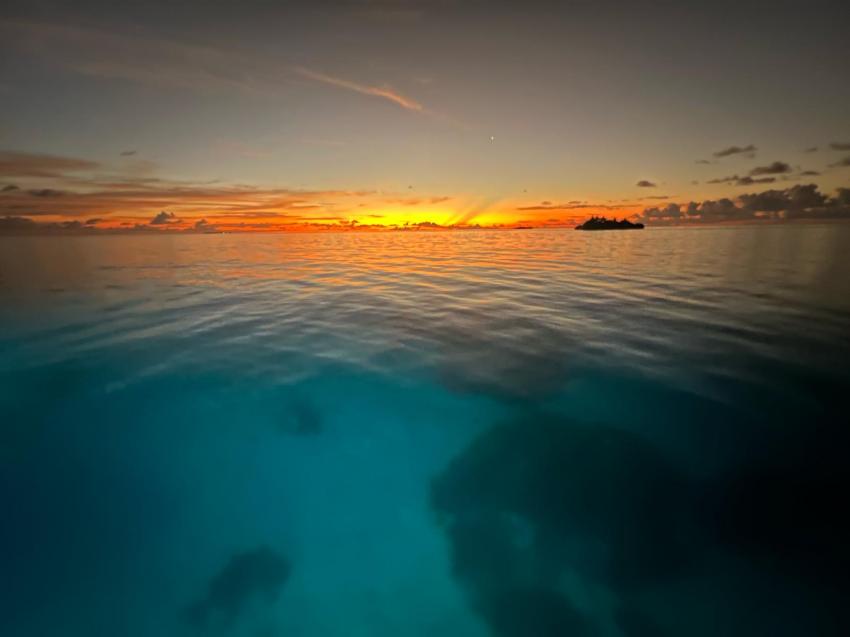 Hammerhead 2, Malediven