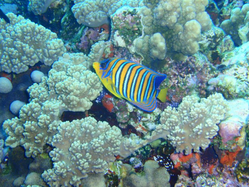 St. John ´s Safari, St. John´s Reef,Ägypten
