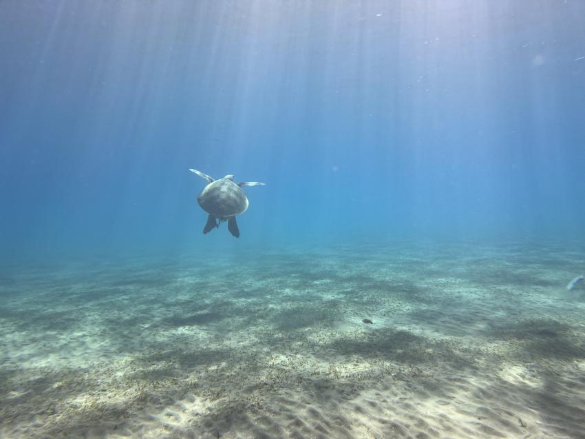 diving.DE Quseir, Ägypten, El Quseir bis Port Ghalib
