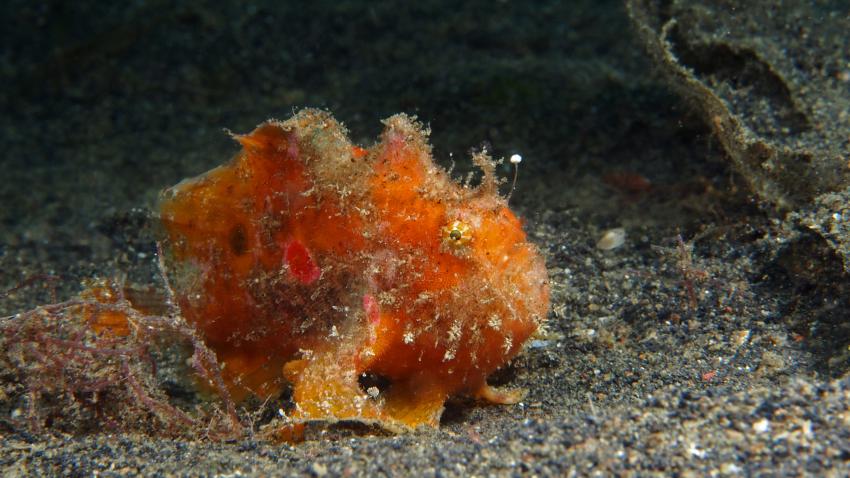 Frogfishmania Part 3, Lembeh Strait,Nord Sulawesi,Indonesien,Anglerfisch,Frogfisch