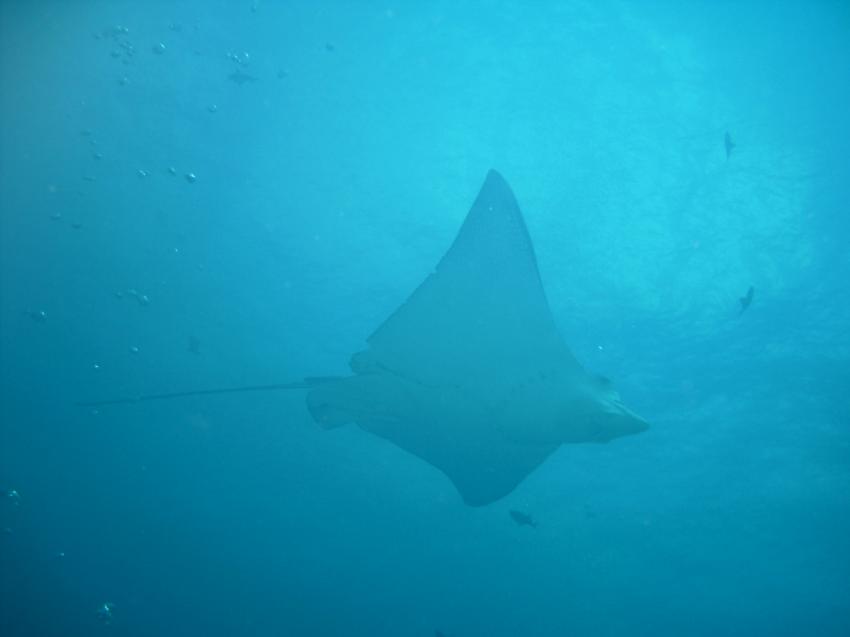 Blue Corner und German Channel, Blue Corner,Palau