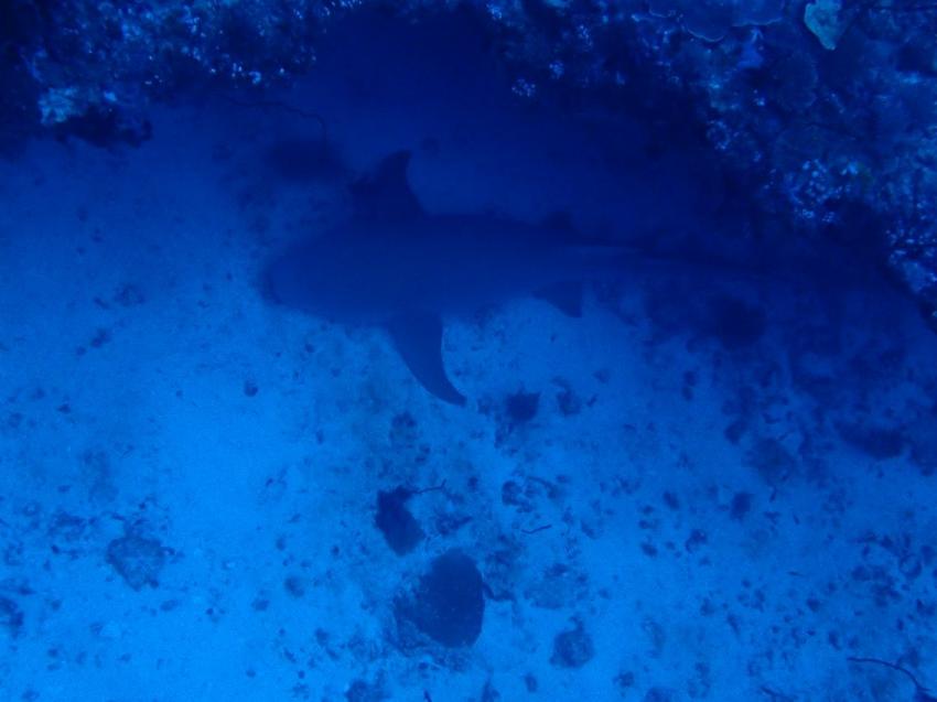 schlafender Ammenhai, Vilu Reef, Süd Nilande Atoll, Sun Diving, Malediven