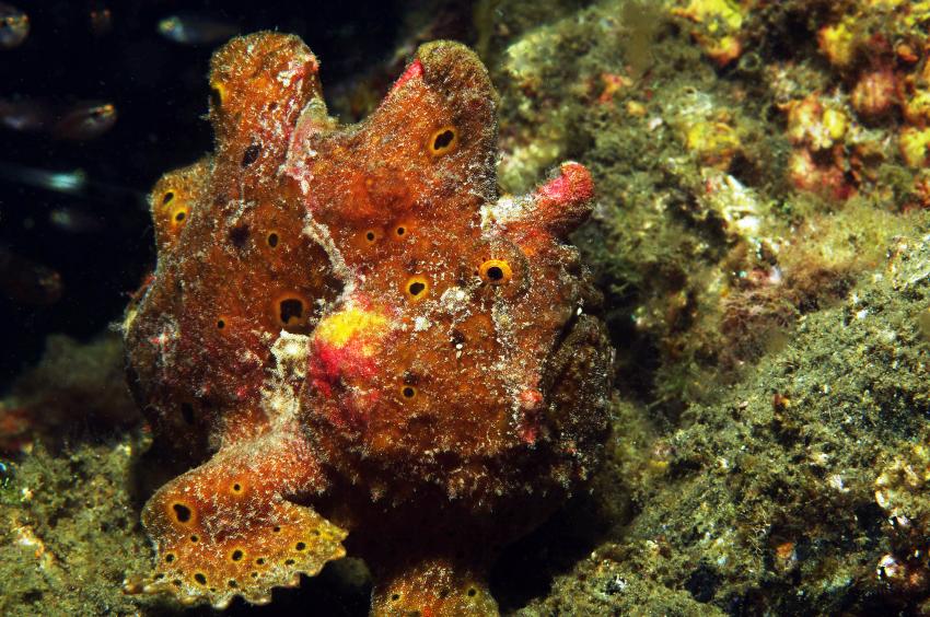 Diverse Tauchplätze. Unterkunft/Tauchschule Bastianos Resort, Lembeh, Lembeh Strait,Nord Sulawesi,Indonesien,Rundfleck Anglerfisch