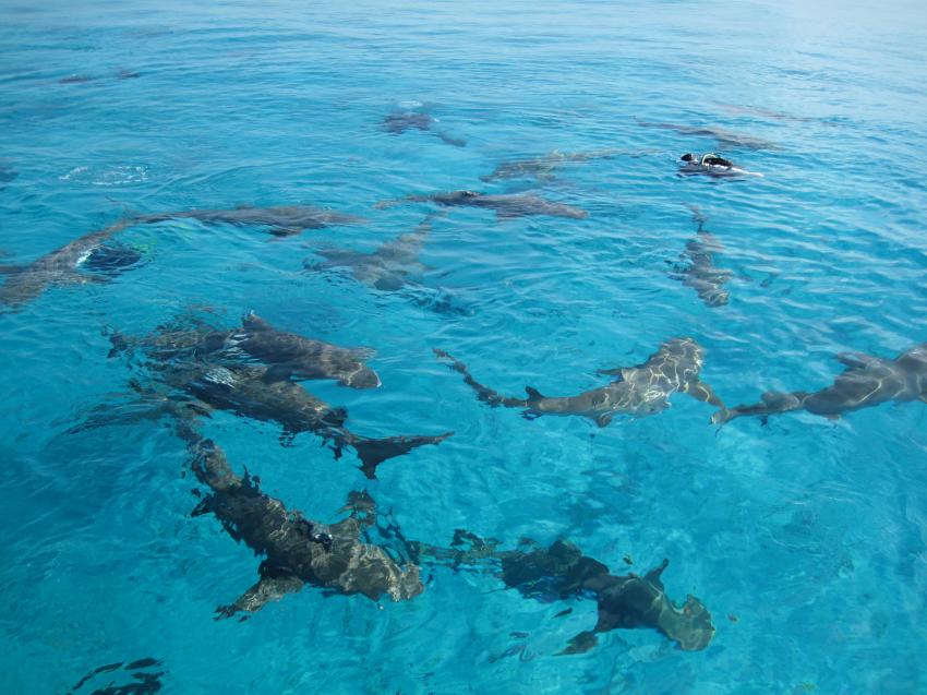 Sharks, Tiger Beach,Bahamas,Hai,Tigerhaie,Wasseroberfläche