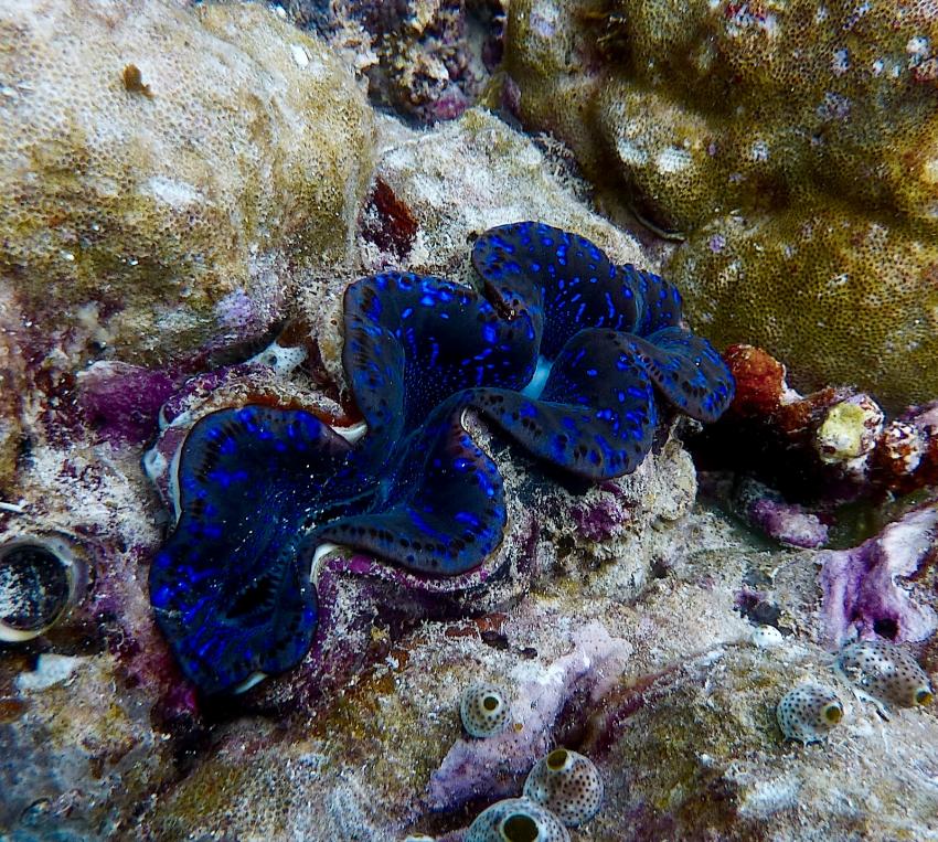 DivePoint Meedhupparu, Malediven