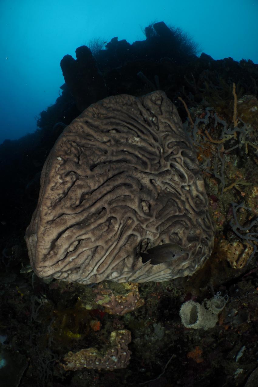 endemischer Salvador Dali Schwamm, Schwamm, Sponge, Tauchen, Gorontalo, Oceana Dive Resort, Gorontalo, Indonesien, Sulawesi