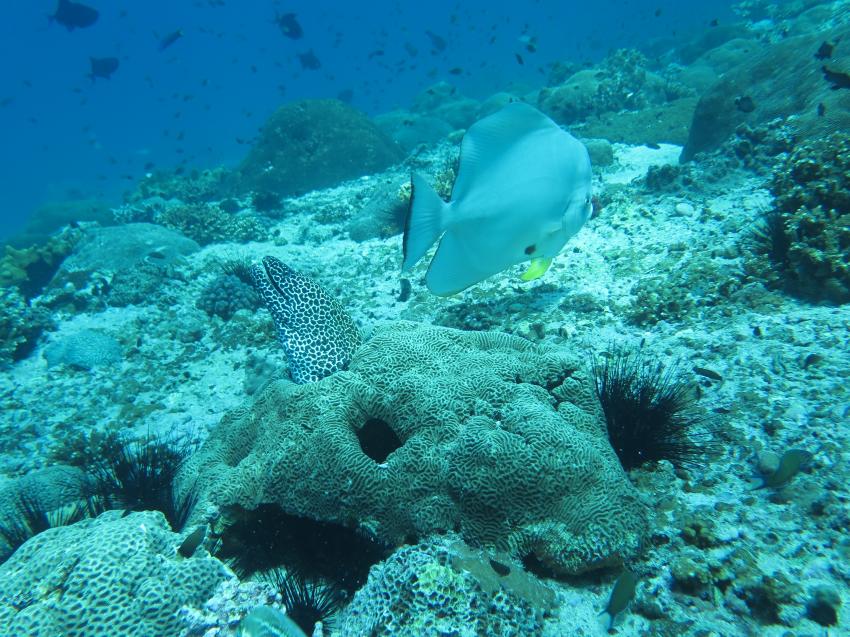 Netzmuräne und Bat Fish am "Aquarium" der Daymaniats Islands, Extra Divers, Sifawy Boutique Hotel, Sifah, Oman