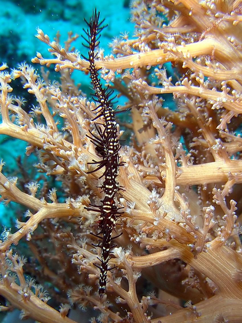 Siqujior, Aberration Dive Club, Siquijor,Philippinen,Geisterpfeifenfisch,schwarz