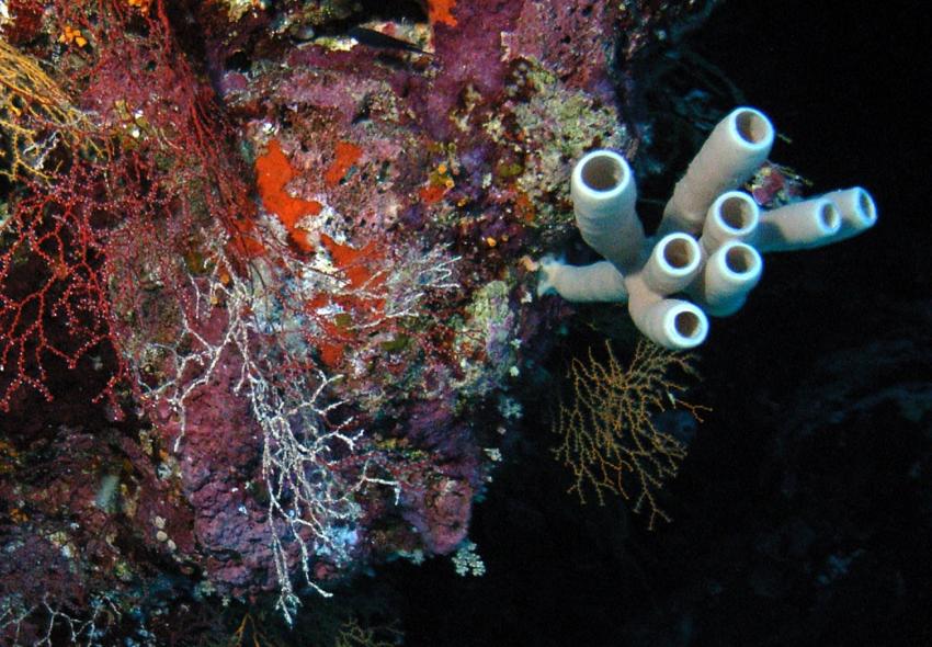 Safaga 01/2011 Teil 2, Safaga - allgemein,Ägypten