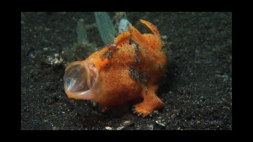 Lembeh September 2012 - Frogfish-Mania, Lembeh Strait,Nord Sulawesi,Indonesien,Anglerfisch,Frogfisch,Maul offen