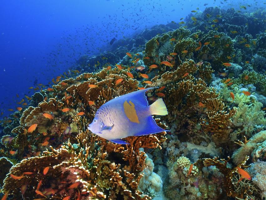 Blue Ocean Dive Club Sharm, Blue Ocean Dive Club Sharm El Sheikh, Ägypten, Sinai-Süd bis Nabq