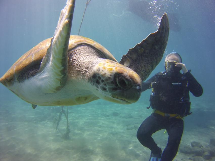 Schildröte, Schildkröte, Adeje Tauchclub Ocean Trek, Teneriffa, Spanien, Kanaren (Kanarische Inseln)