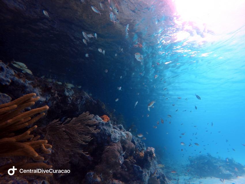 Dive by your own - Einführung in das selbständige Tauchen, Central Dive Curaçao, Niederländische Antillen, Curaçao