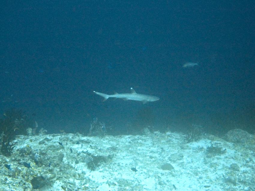 warten auf Haie, Süd Ari Atoll - Orimas Faru,Malediven