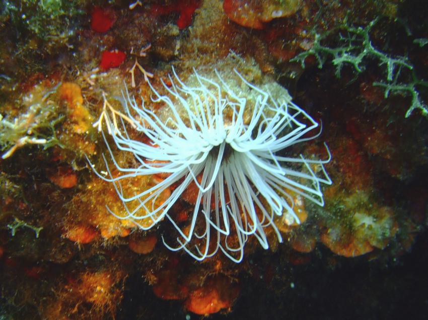Mallorca, Cala Santanyi, Mallorca Cala Santany,Spanien,anemone,höhlendecke,tentakel,weiß,fäden