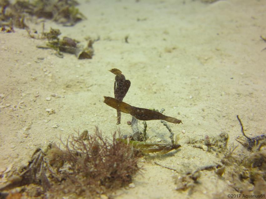 Ghost Pipe Fish, Buccaneer Diving, Zanzibar, Tansania