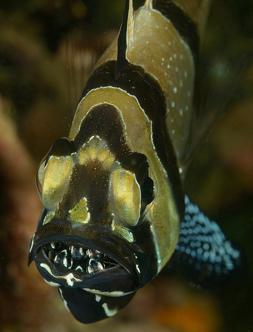 Bali 10.2013, Bali,Indonesien,Maulbrüter