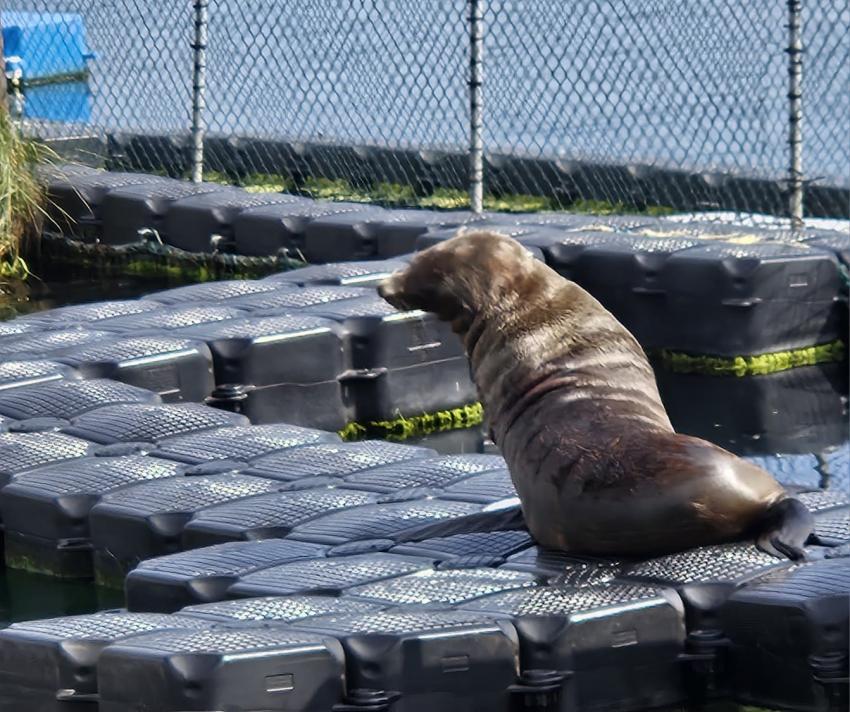 Sonnenbad, Tauchschule 'baltic-diver-circle' Rostock / Rügen, Deutschland, Mecklenburg-Vorpommern