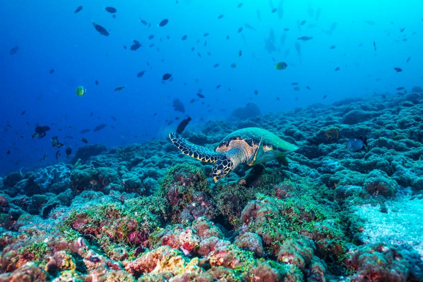 Meeresschildkröte beim Kandima Maldives, Aquaholics, Kandima Maldives, Malediven