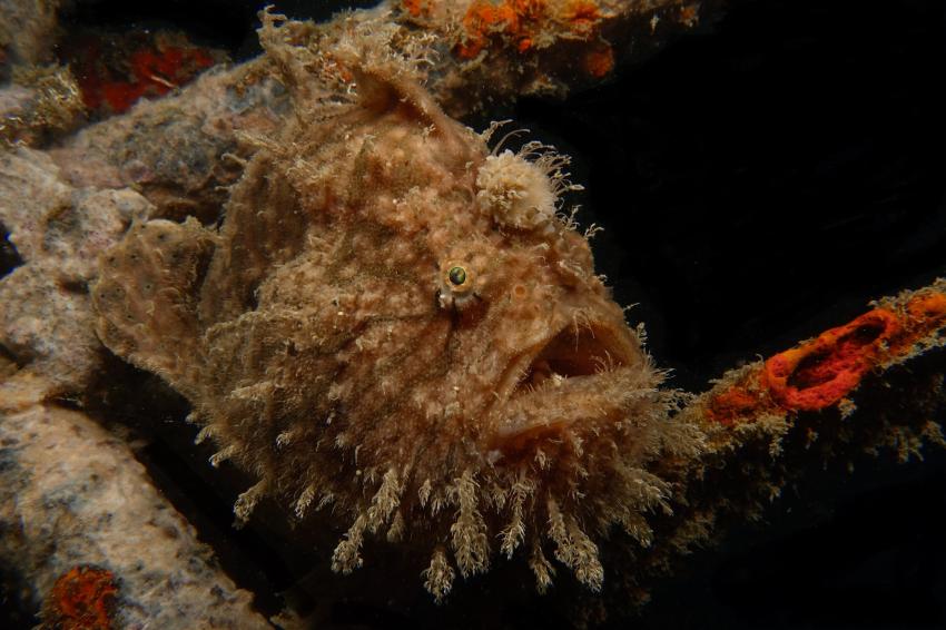 Anglerfisch, Anglerfisch, Frogfish, Froggy, Tompotika, Tompotika Dive Lodge, Indonesien, Sulawesi