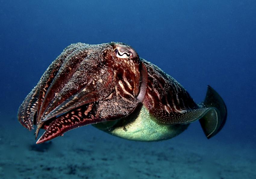 Fuerteventura Buceo Diving Center,  Jandia, Spanien, Kanaren (Kanarische Inseln)