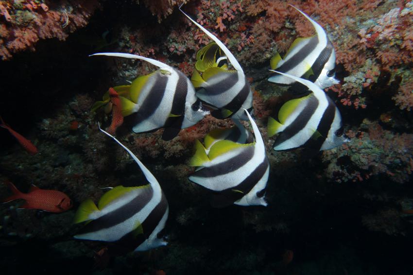 Banner Fish, Sea Retreats Dive & Watersports, Thulusdhoo, Malediven