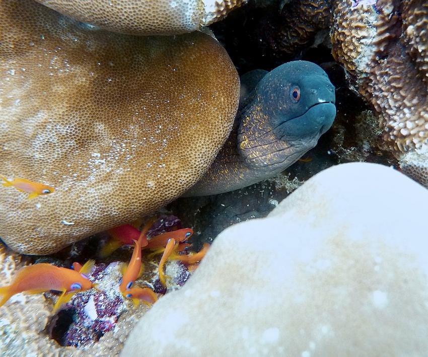 DivePoint Meedhupparu, Malediven