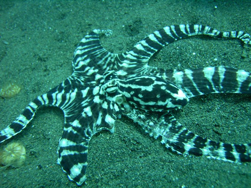 Tauchsafari Juni 2010 rund um Permuteran, Bali Nordwesten,Indonesien,Kraken,Oktopus