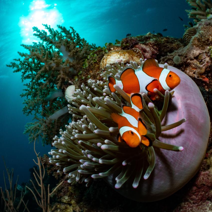 Magic Island, Moalboal, Cebu, Philippinen