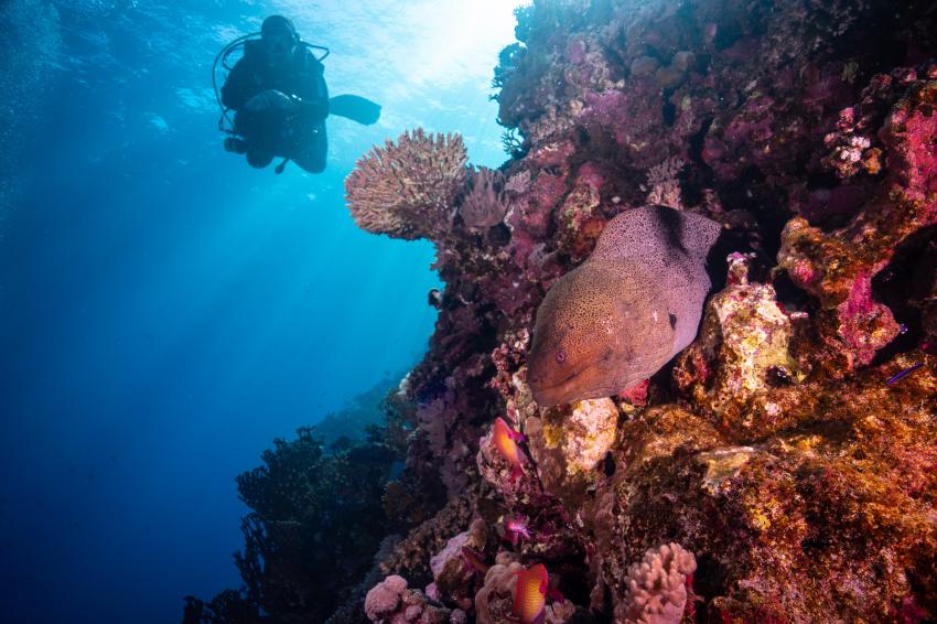 diving.DE Flamenco, Ägypten, El Quseir bis Port Ghalib