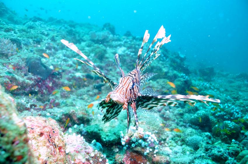 Nika Island Dive Dreams, Ari Atoll,Malediven