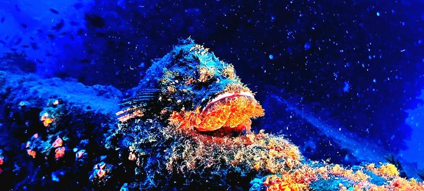 Tropical Diving, Nosy Be, Madagaskar