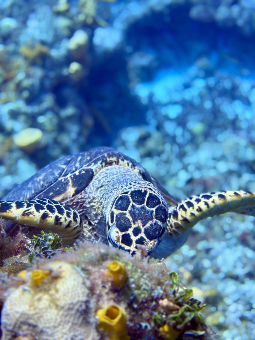 Turtles, Cozumel, Mayan Riviera, Diving Reality, Mexiko
